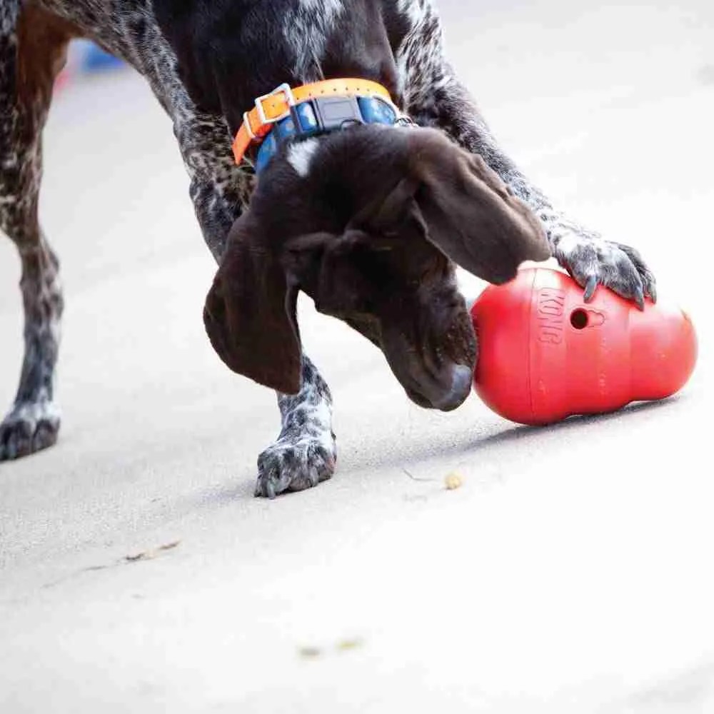 Kong Wobbler for Dogs Vet Tech Tips