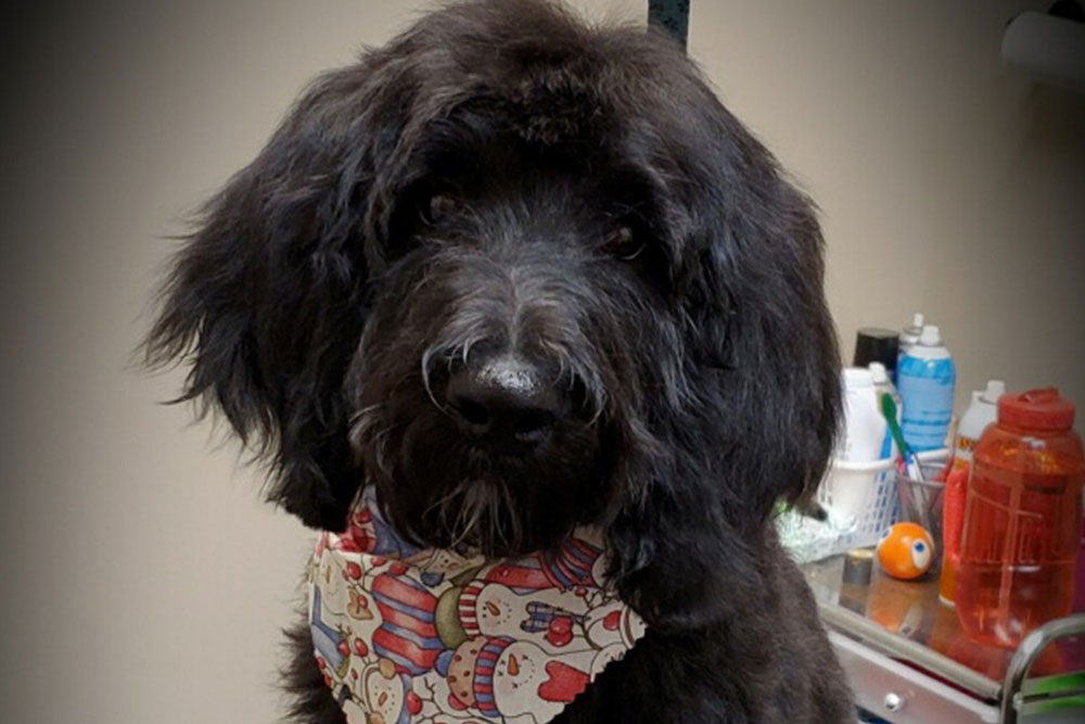 Grooming Vet in Akron Veterinary Wellness Center of Green