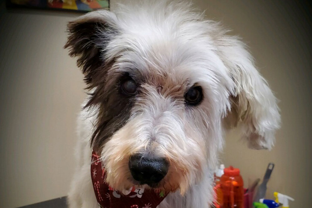 Grooming Vet in Akron Veterinary Wellness Center of Green