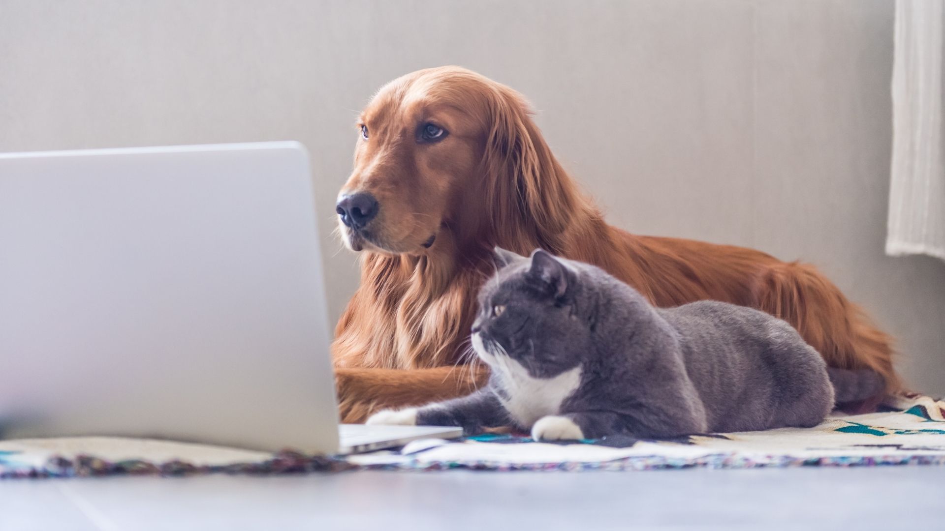 Colonial Heights, VA 23834 Veterinarians VetXpress