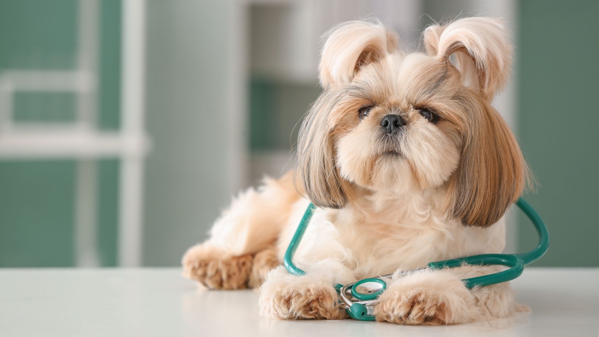 Colonial Heights, VA 23834 Veterinary Services VetXpress