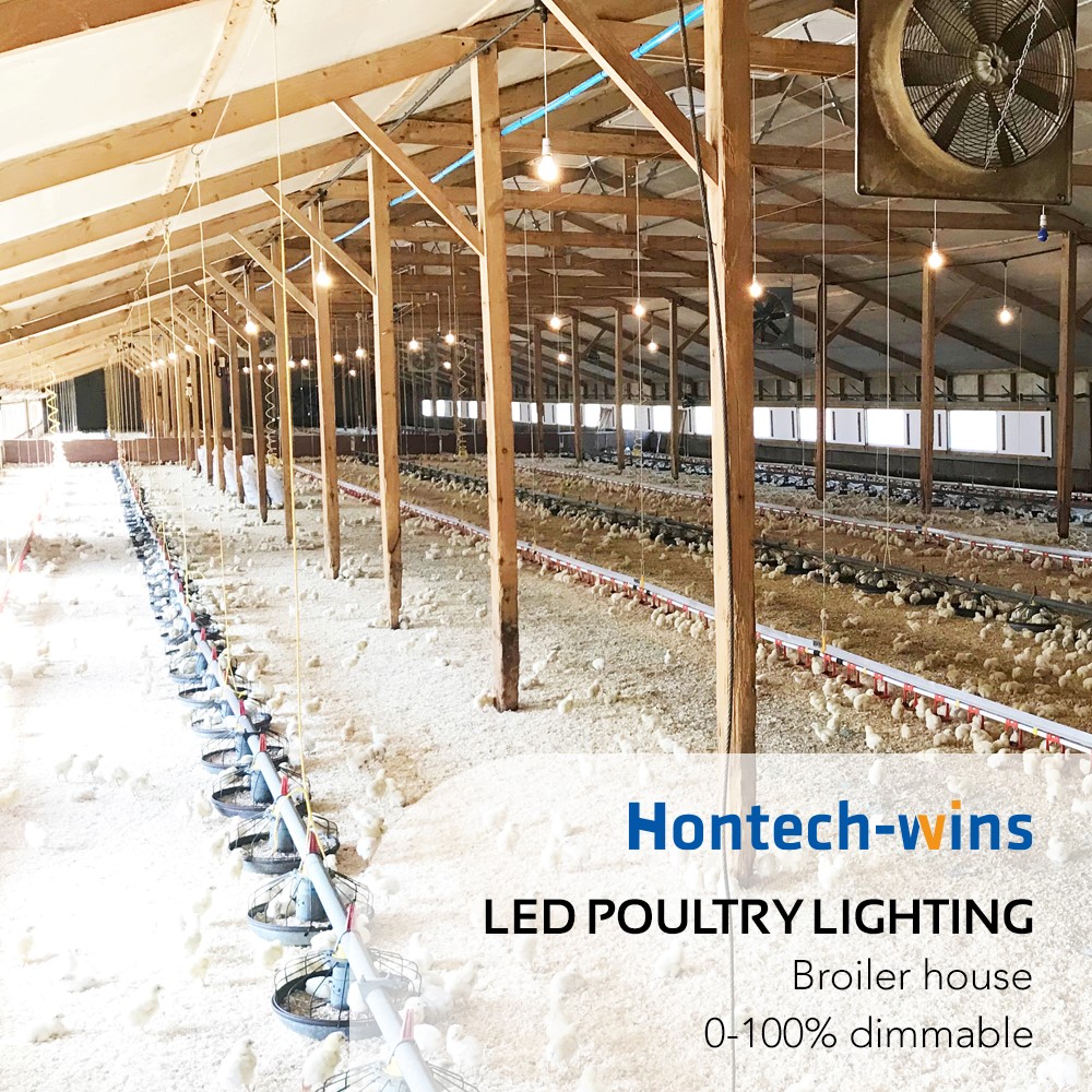 The key features of poultry lights My Blog