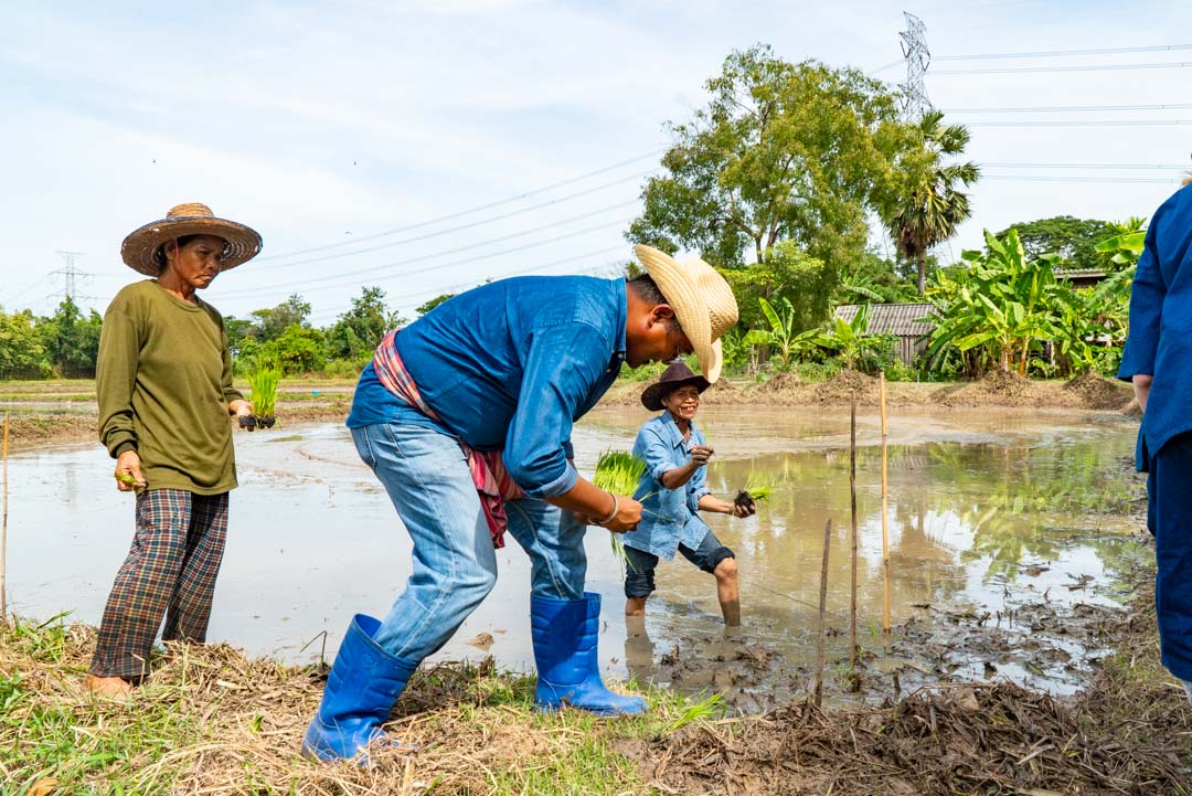 Be a Farmer for a day, grow your own rice Vexplore Tours