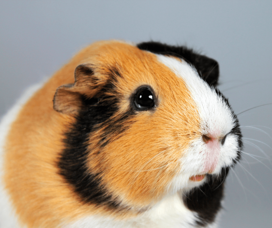 Ask Your New York City Council Member To Stop Pet Stores From Selling