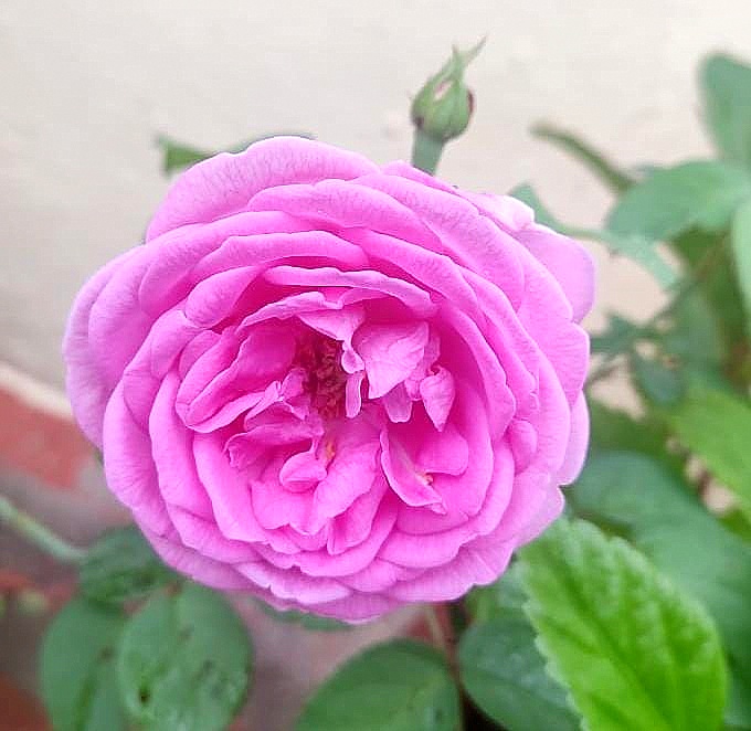 Paneer Rose Scented Rose Chillatai Rose Live Plant VGR Gardens