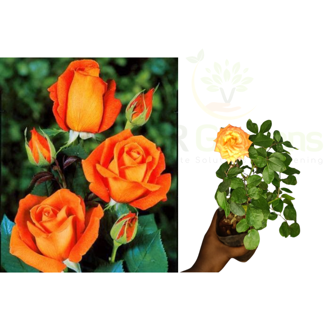 ROSE PLANTS COMBO Red ,Orange,Red Button Rose ,Yellow Rose Plants