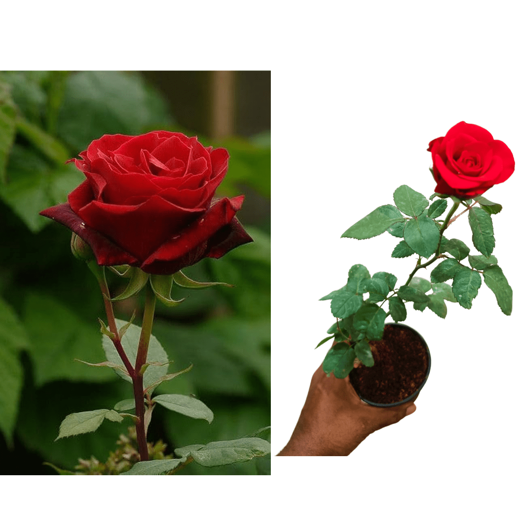 ROSE PLANTS COMBO Red ,Orange,Red Button Rose ,Yellow Rose Plants