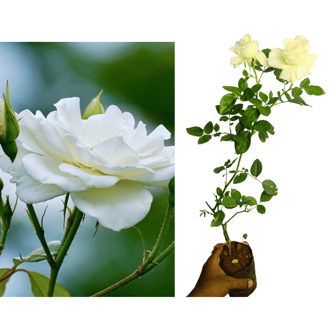 ROSE PLANTS COMBO Red ,Orange,Red Button Rose ,Yellow Rose Plants