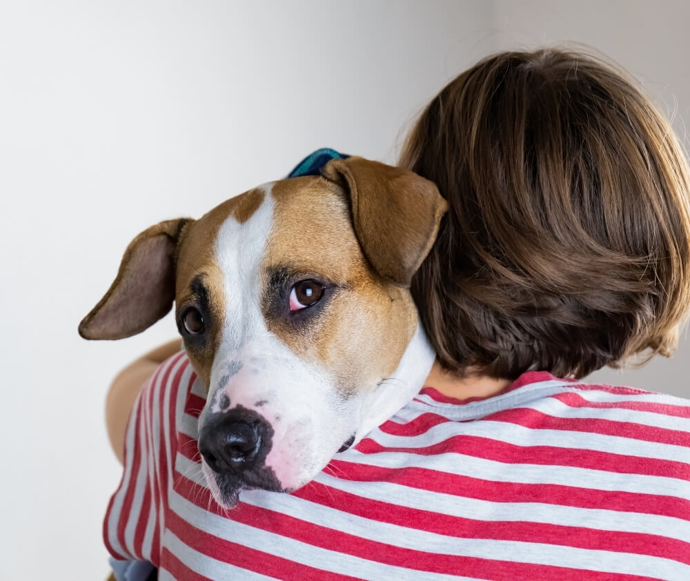 Emergencies Mundelein, IL 60060 Vernon Hills Animal Hospital