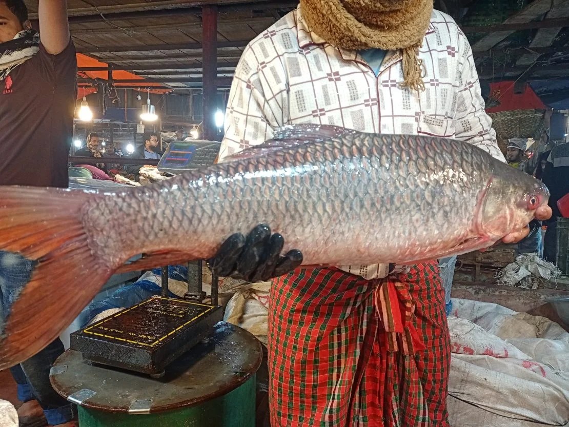 Online Fish Meat Shop at DhakaBangladesh VHANI GROUPSECURITY