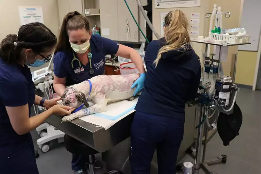 How We Practice Veterinary Healthcare Associates