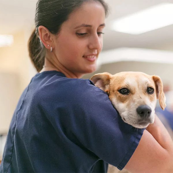 Veterinary Careers in Winter Haven, FL Veterinary Healthcare Associates
