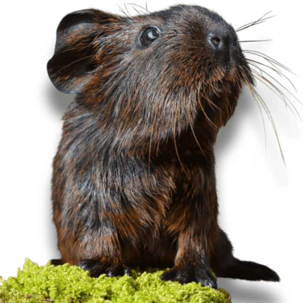 Gut Stasis in Guinea Pigs Care information for your Small Mammal