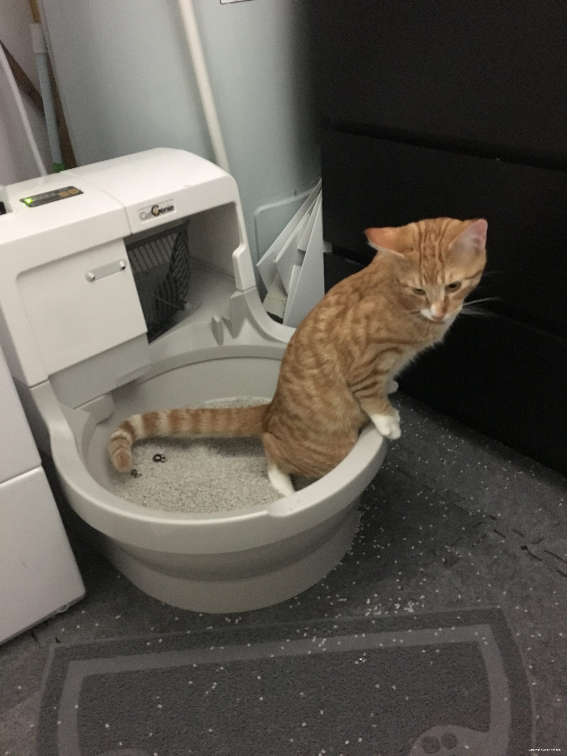 Why Is My Cat Constipated? Vet Help Direct