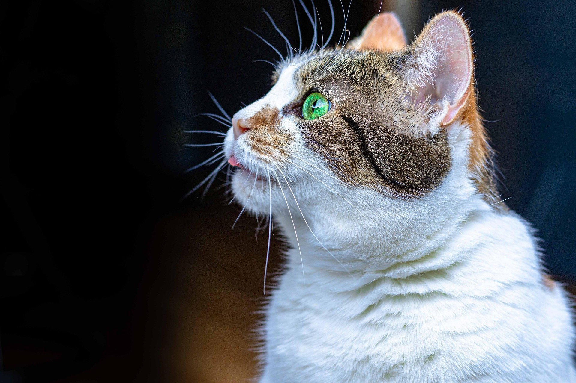 Why Is My Cat Tasting The Air? Vet Help Direct