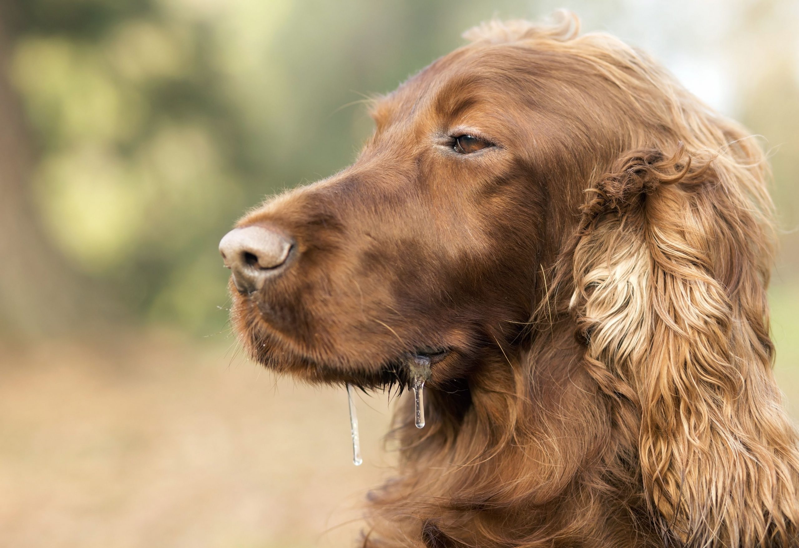 Why Is My Dog Drooling? - Vet Help Direct
