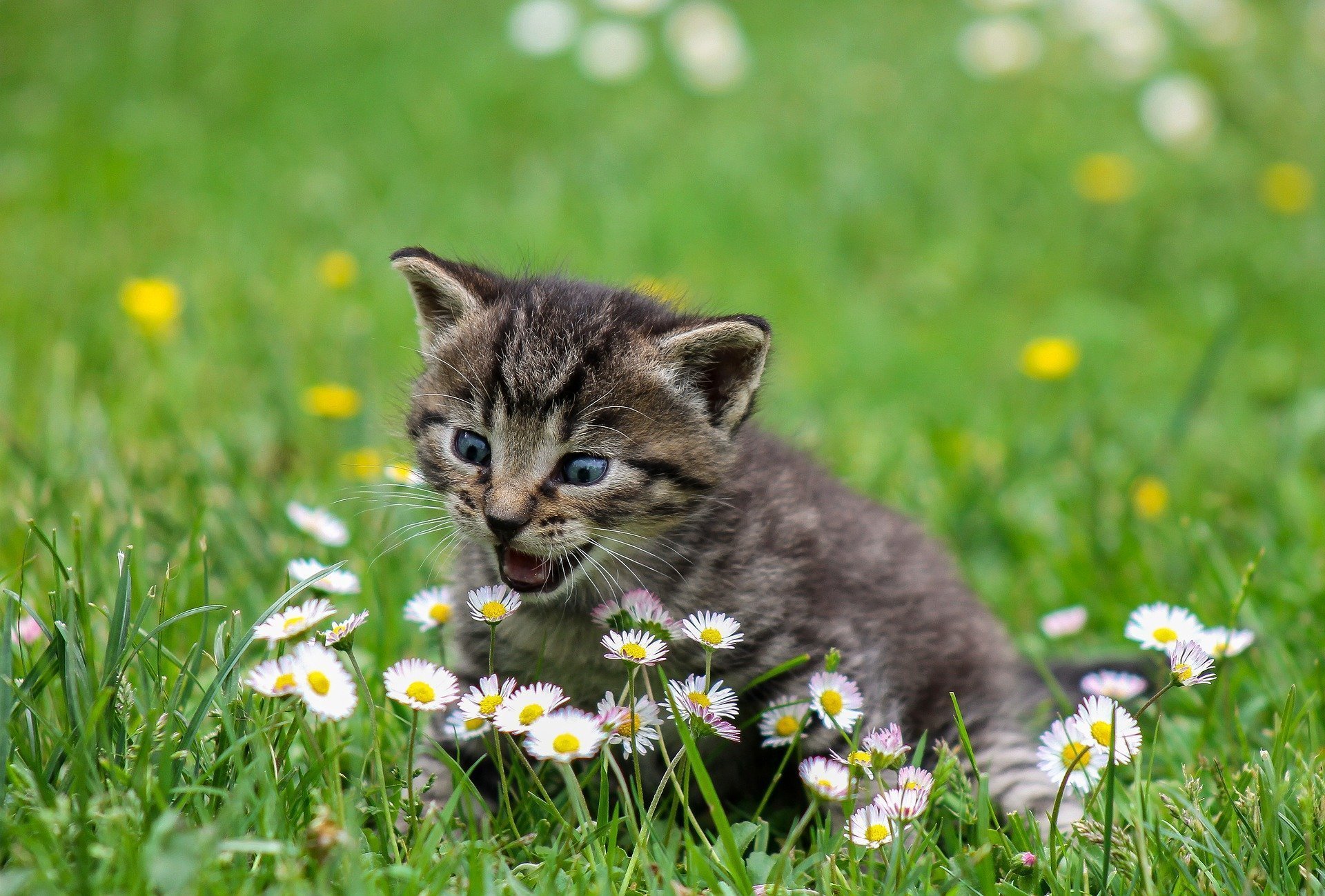 Can a Vaccinated Cat Get Panleukopenia? Feline Panleukopenia