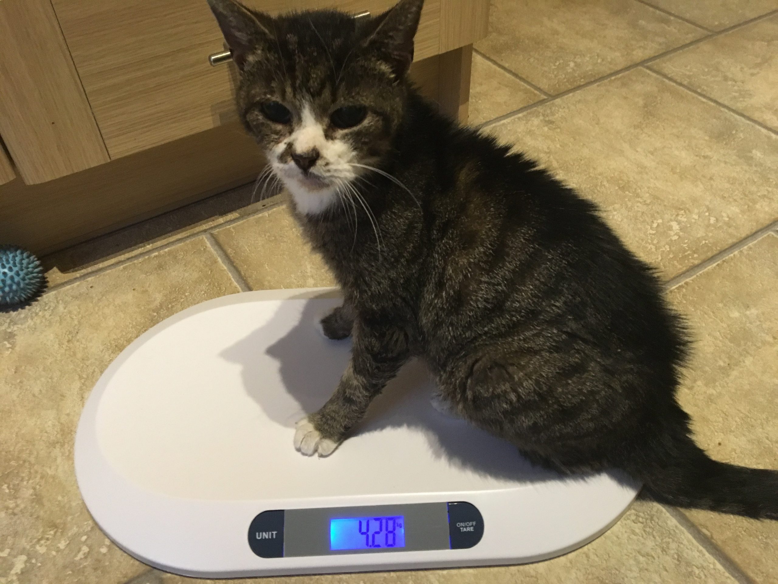 Caring for ill cats during lockdown how owners can help vets to make