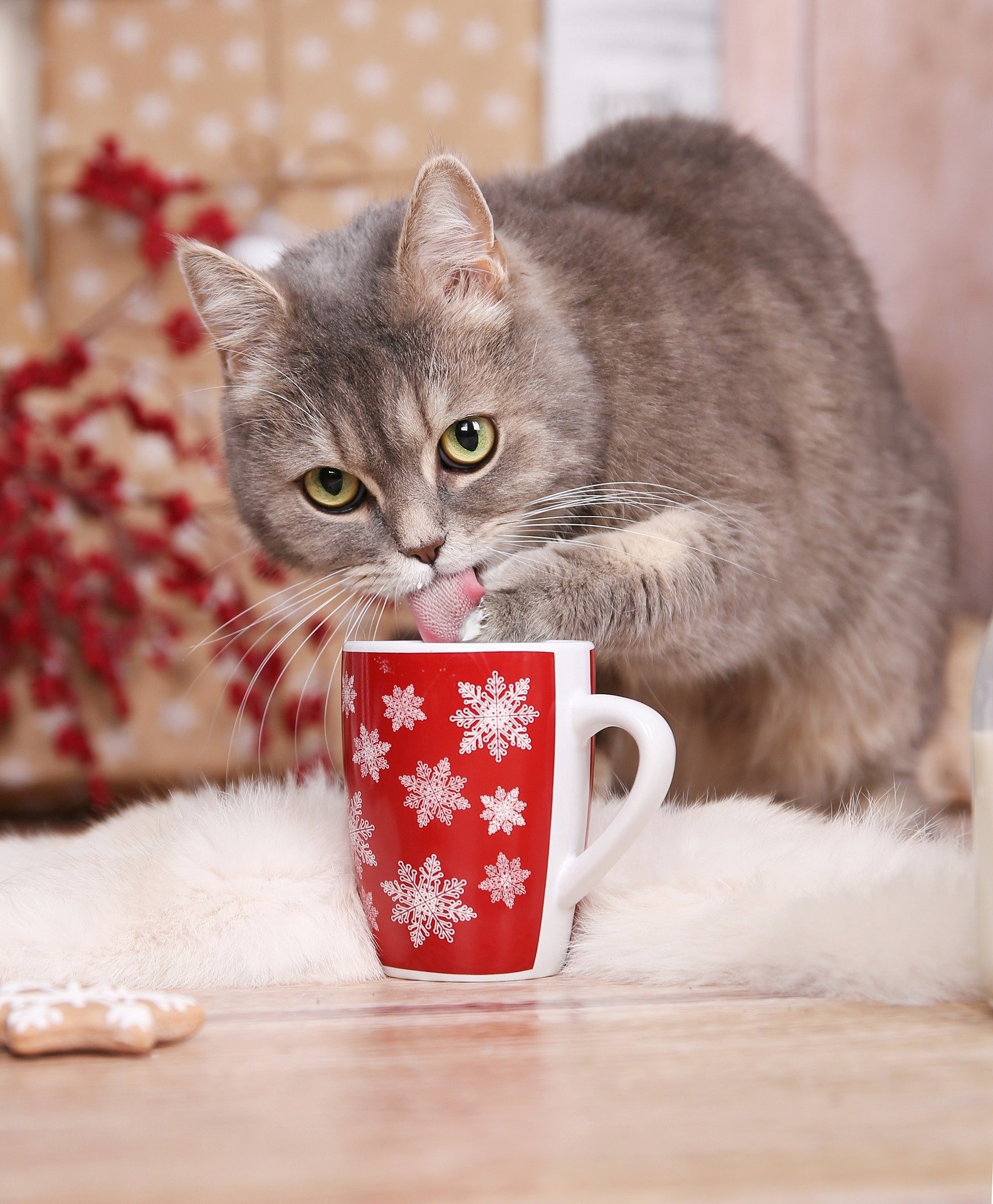 What Christmas Treats Can I Give My Cats? Vet Help Direct