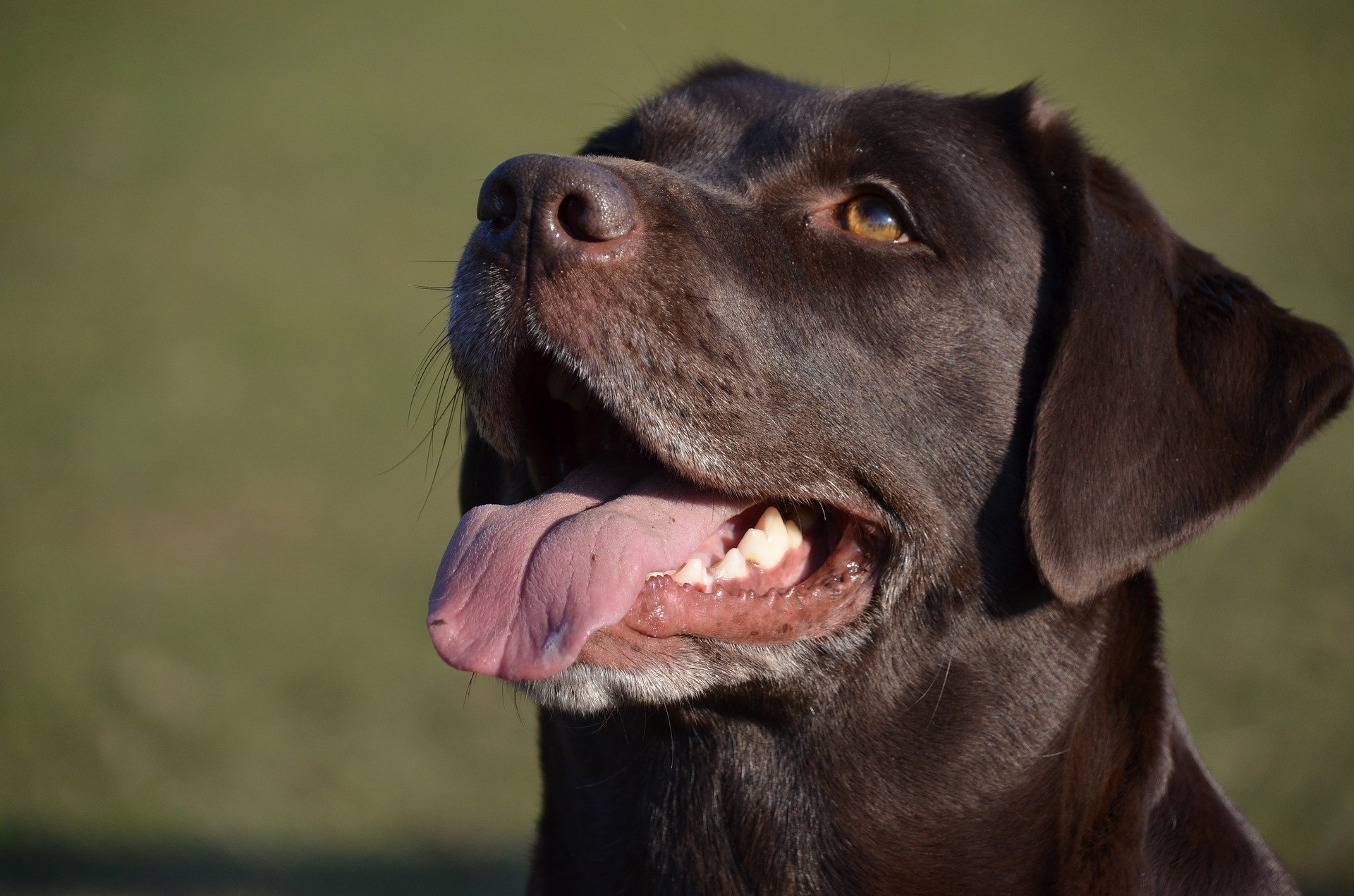 Sometimes It's Not Teeth - Other Causes Of Bad Breath In Pets. - Vet Help Direct