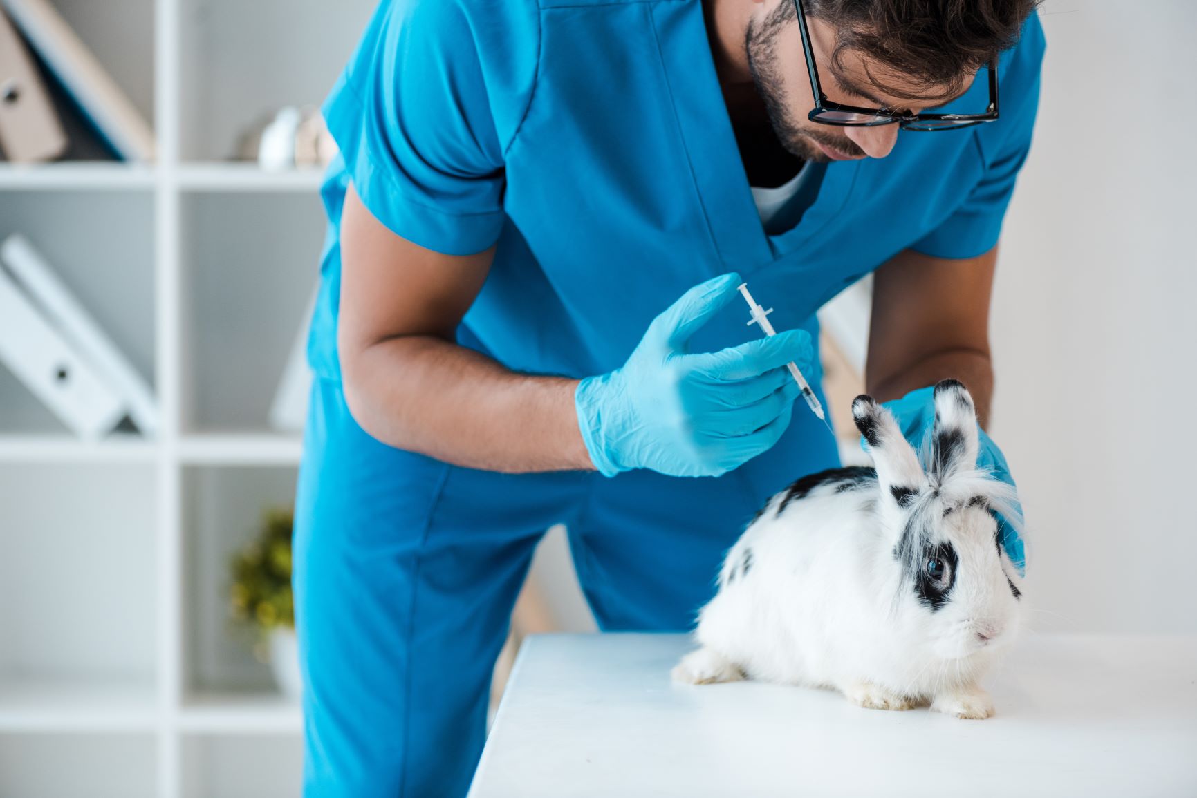 What vaccines does my rabbit really need? Vet Help Direct