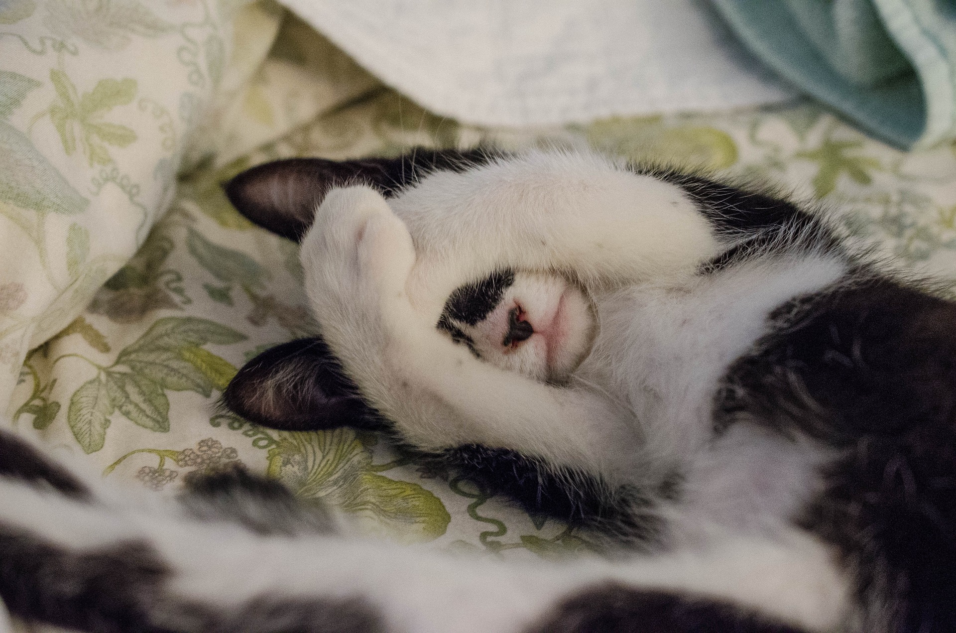 Why Did My Cat Randomly Pees On My Bed at Eugene Bowman blog