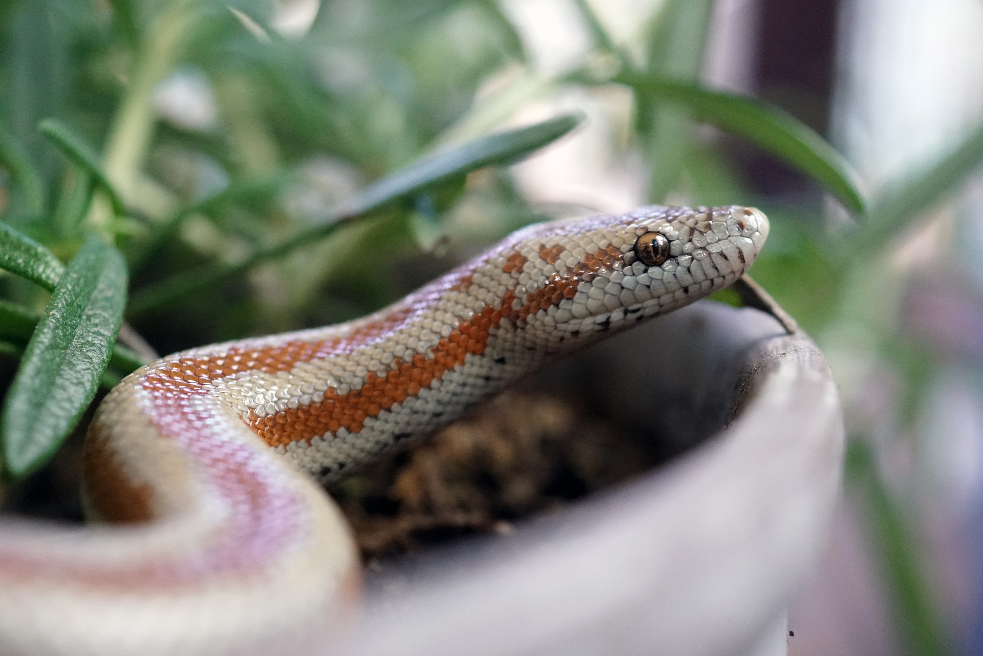 What is mouth rot in snakes and why does it occur? Vet Help Direct