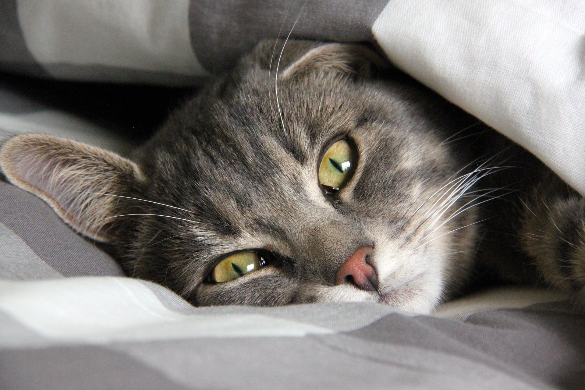 What To Do If Cat Is Throwing Up Blood at Zachary York blog