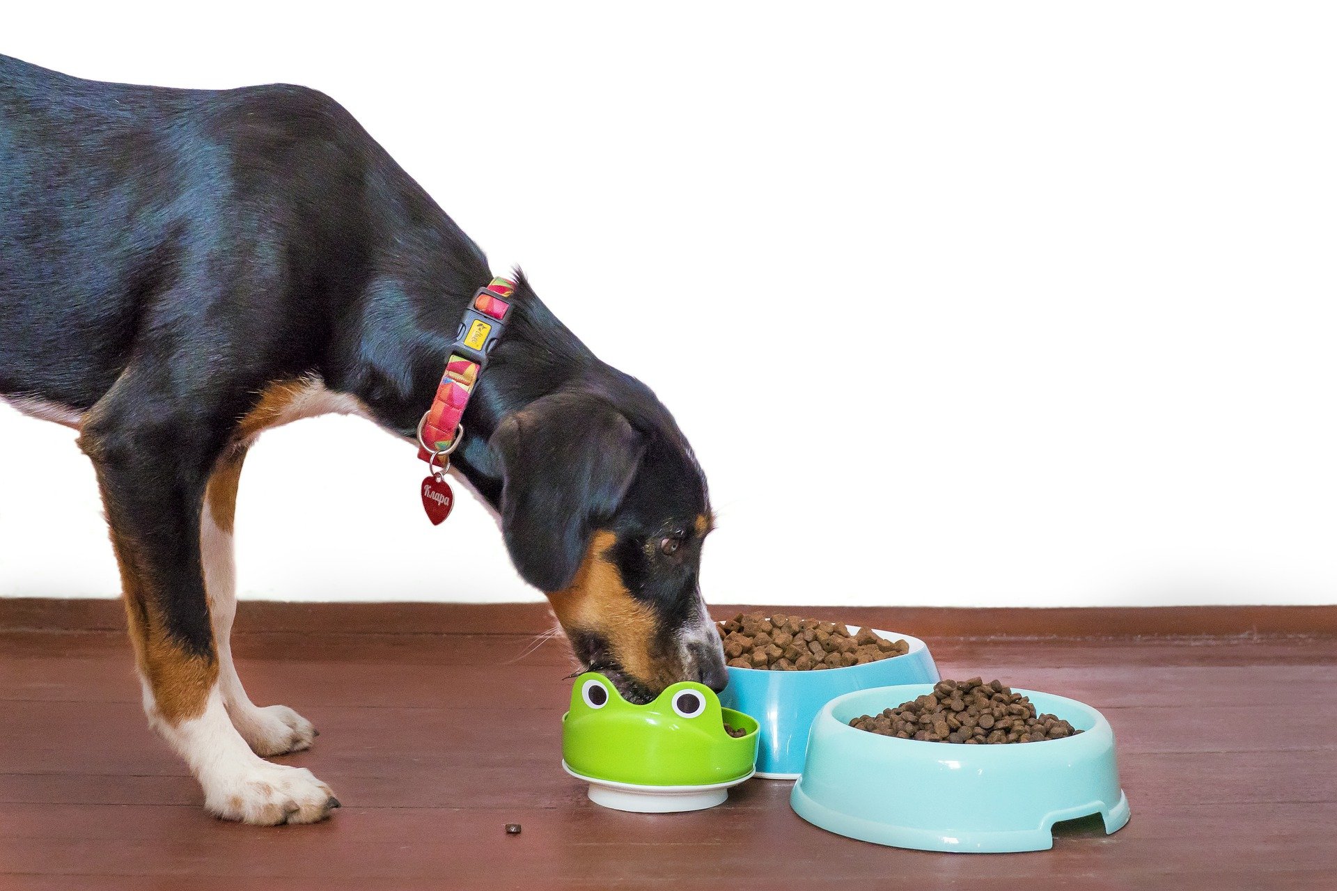 Should I be avoiding grainfree food for my dog? Vet Help Direct