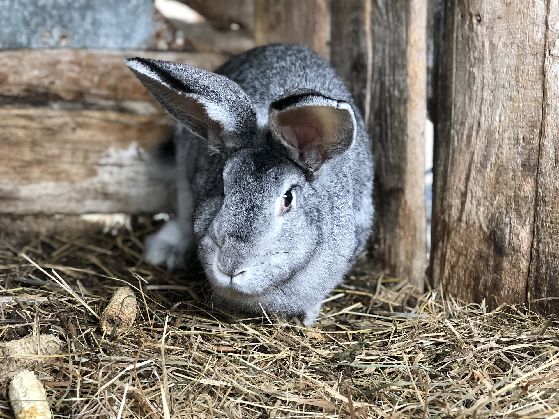 Settling in a new rabbit advice from a vet Vet Help Direct