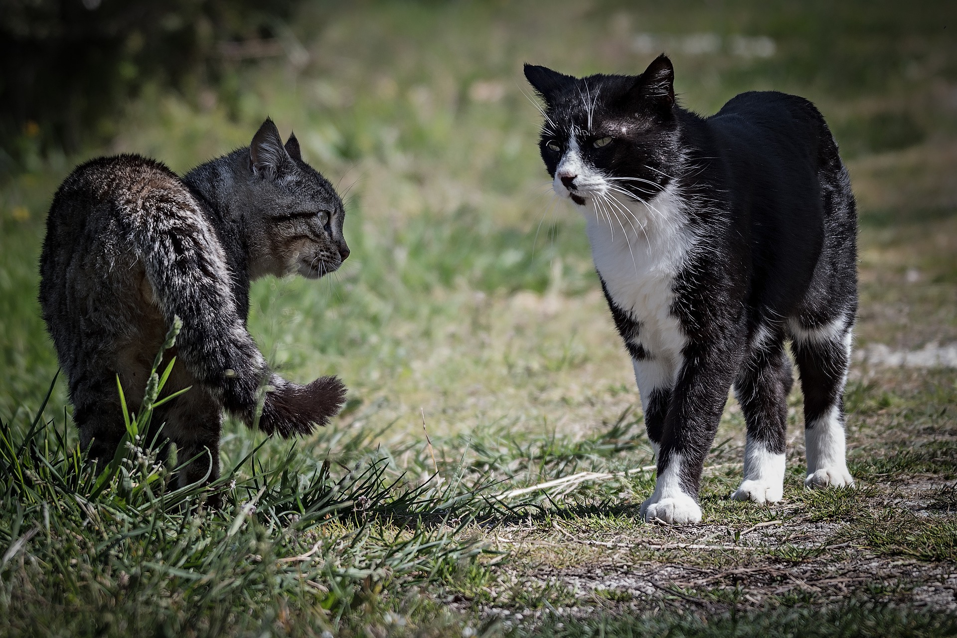 How Can I Make My Old Cat Like My New Kitten at Barbara Jacobi blog