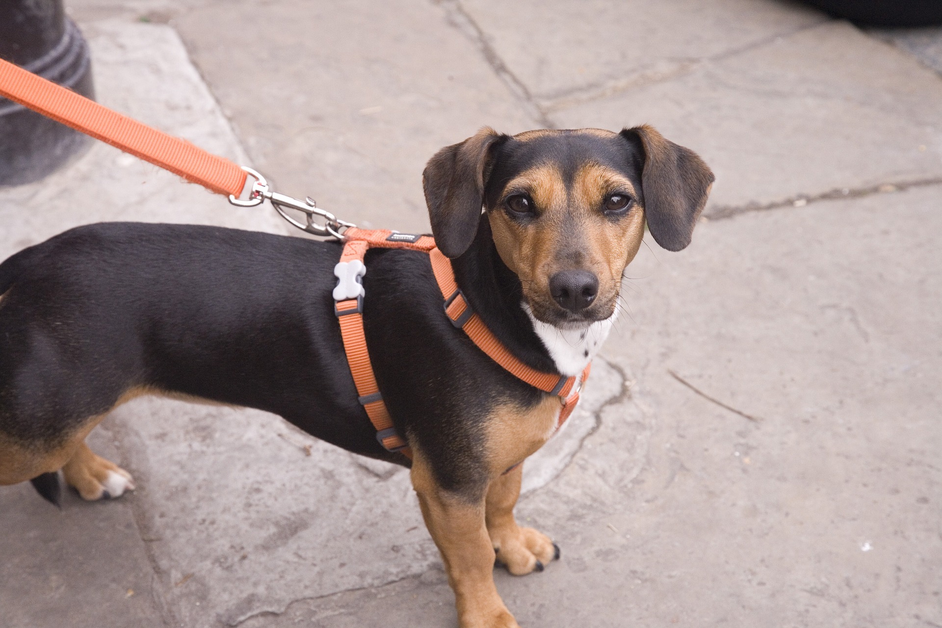 How should I transport my puppy? Vet Help Direct