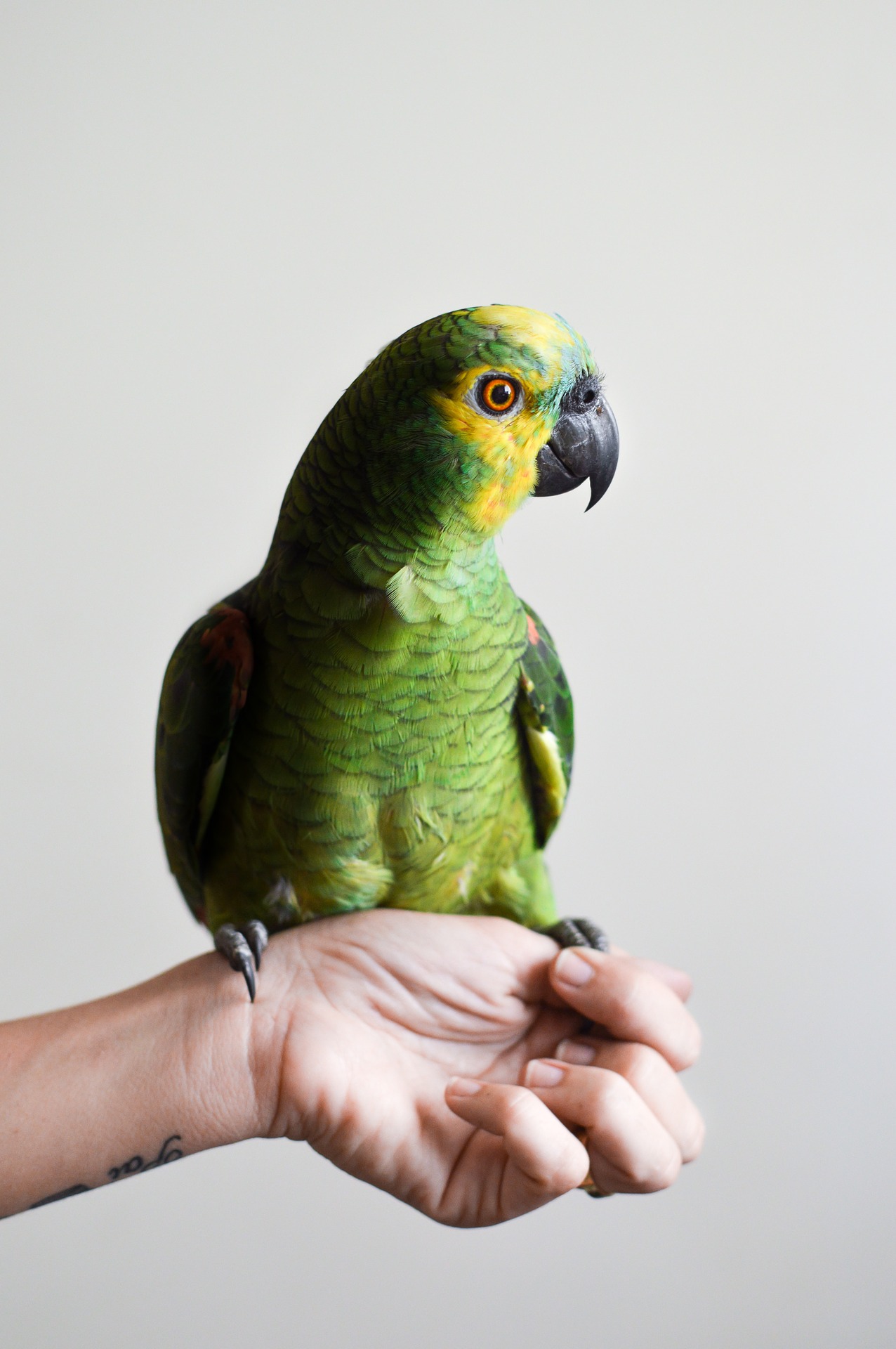 Do parrots make good pets? Vet Help Direct