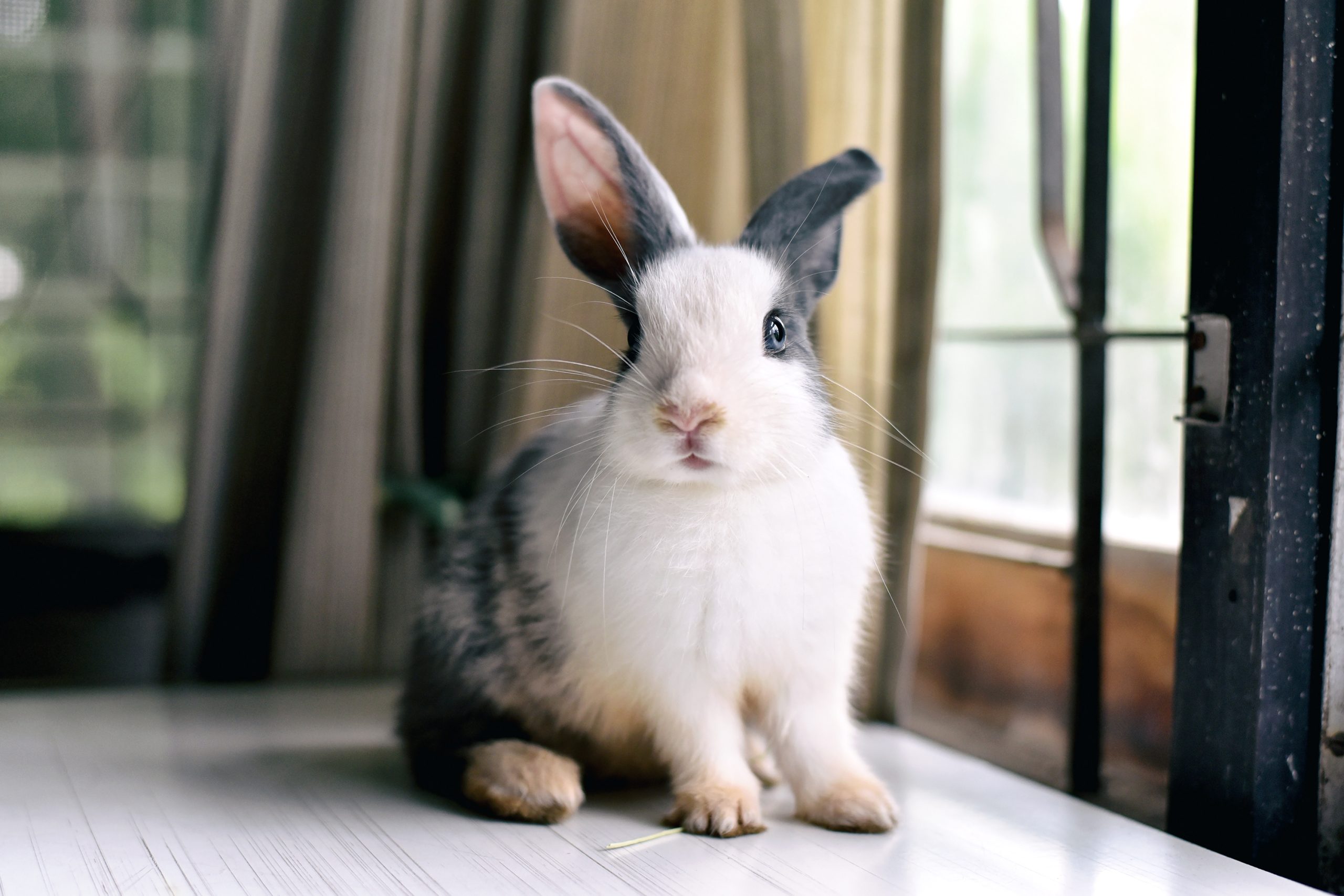 Can rabbits be housetrained? Vet Help Direct