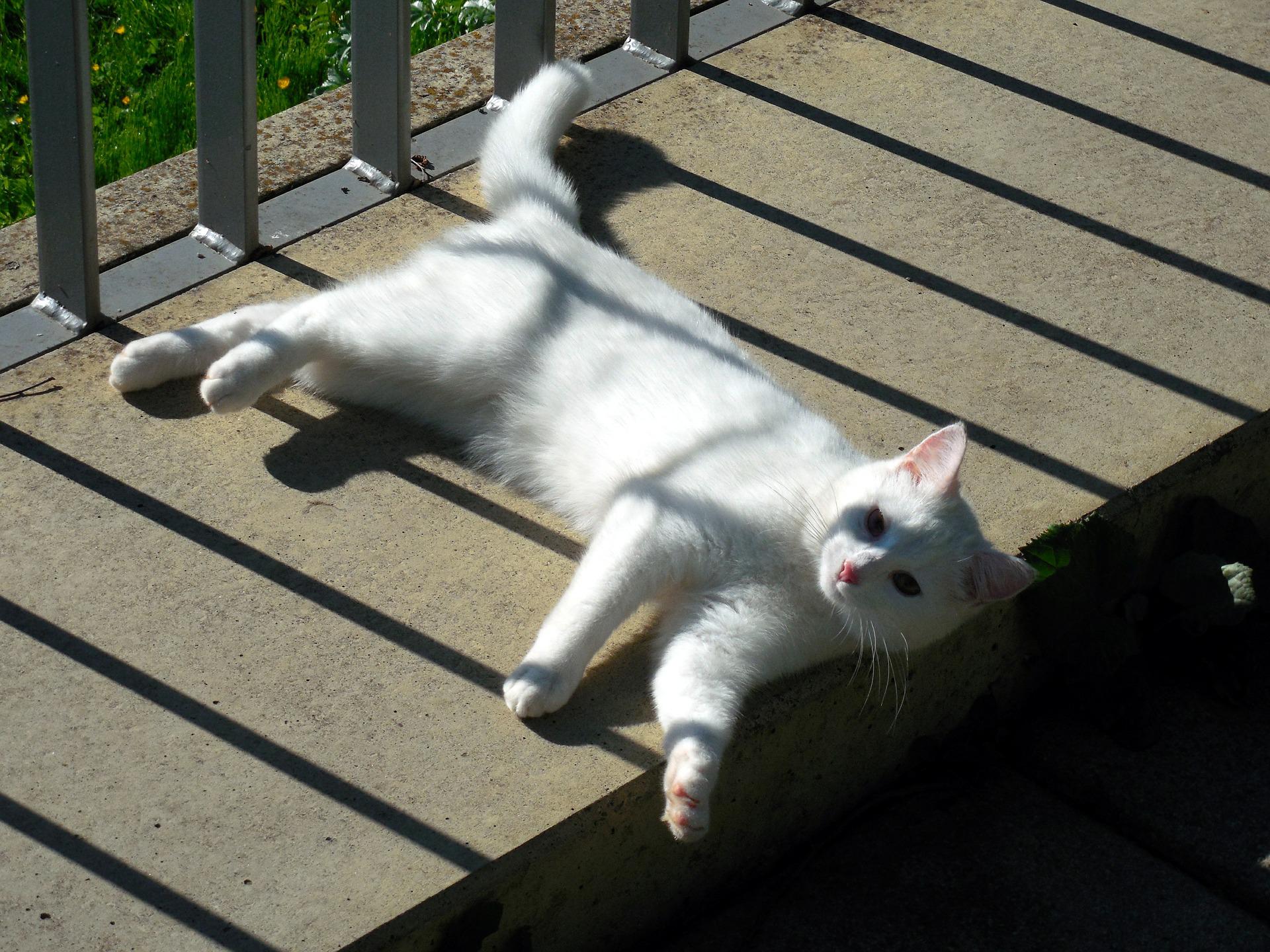 Why does my cat feel hot? Vet Help Direct