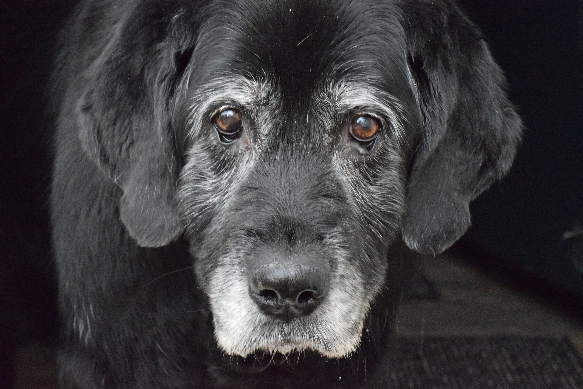 Are there any mobility aids for older dogs? Vet Help Direct