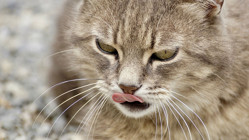 Cat Vomiting After Eating Fish at Victor Brann blog