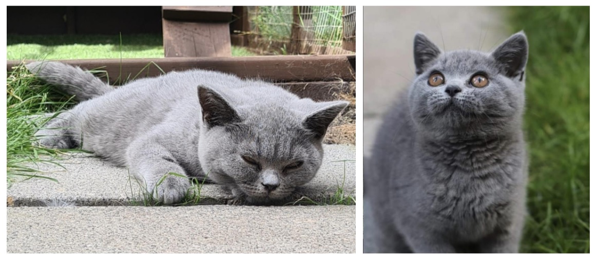 New Treatments for FIP One Cat's Story Vet Help Direct