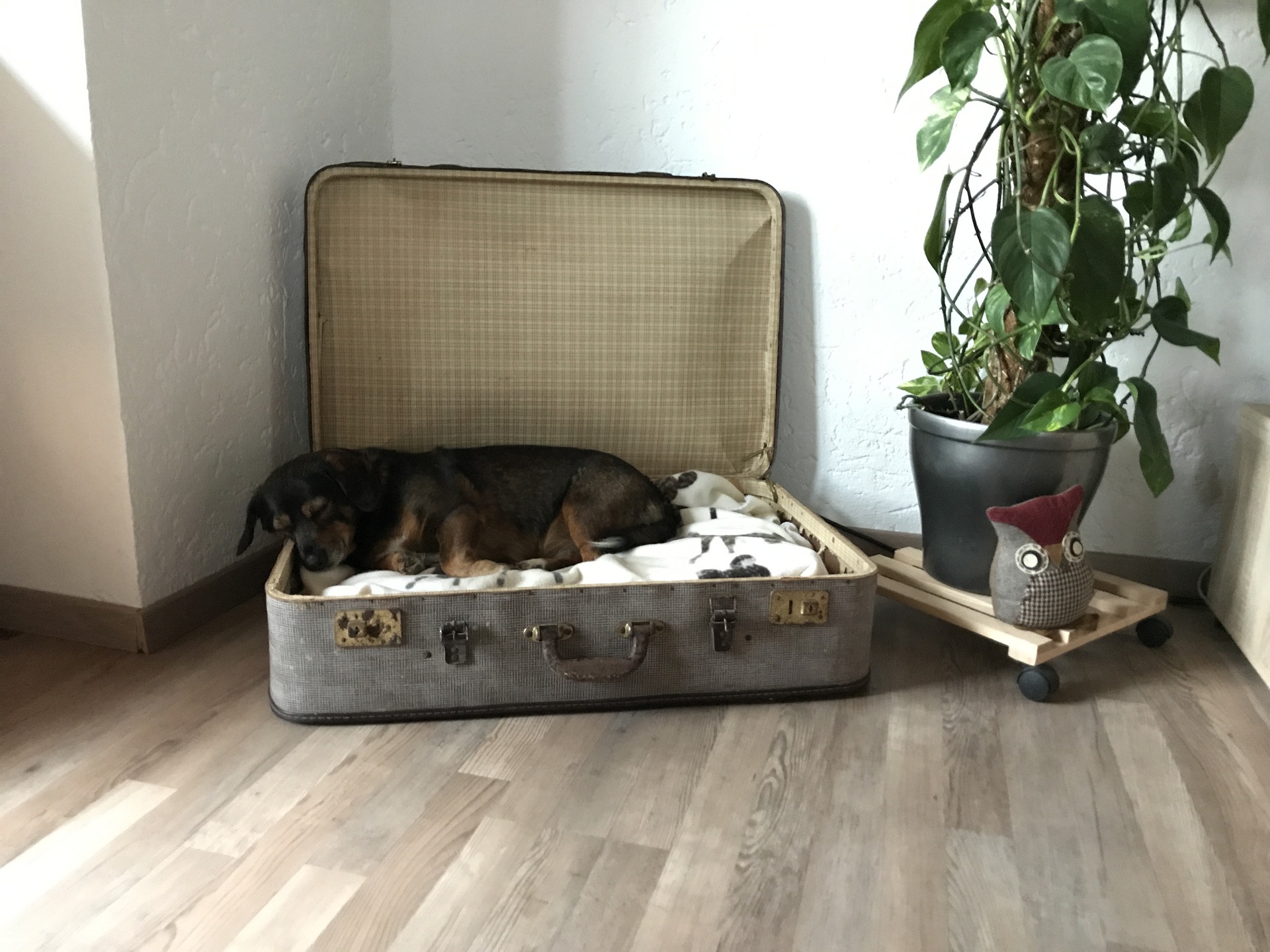 Moving house checklist for your dog Vet Help Direct