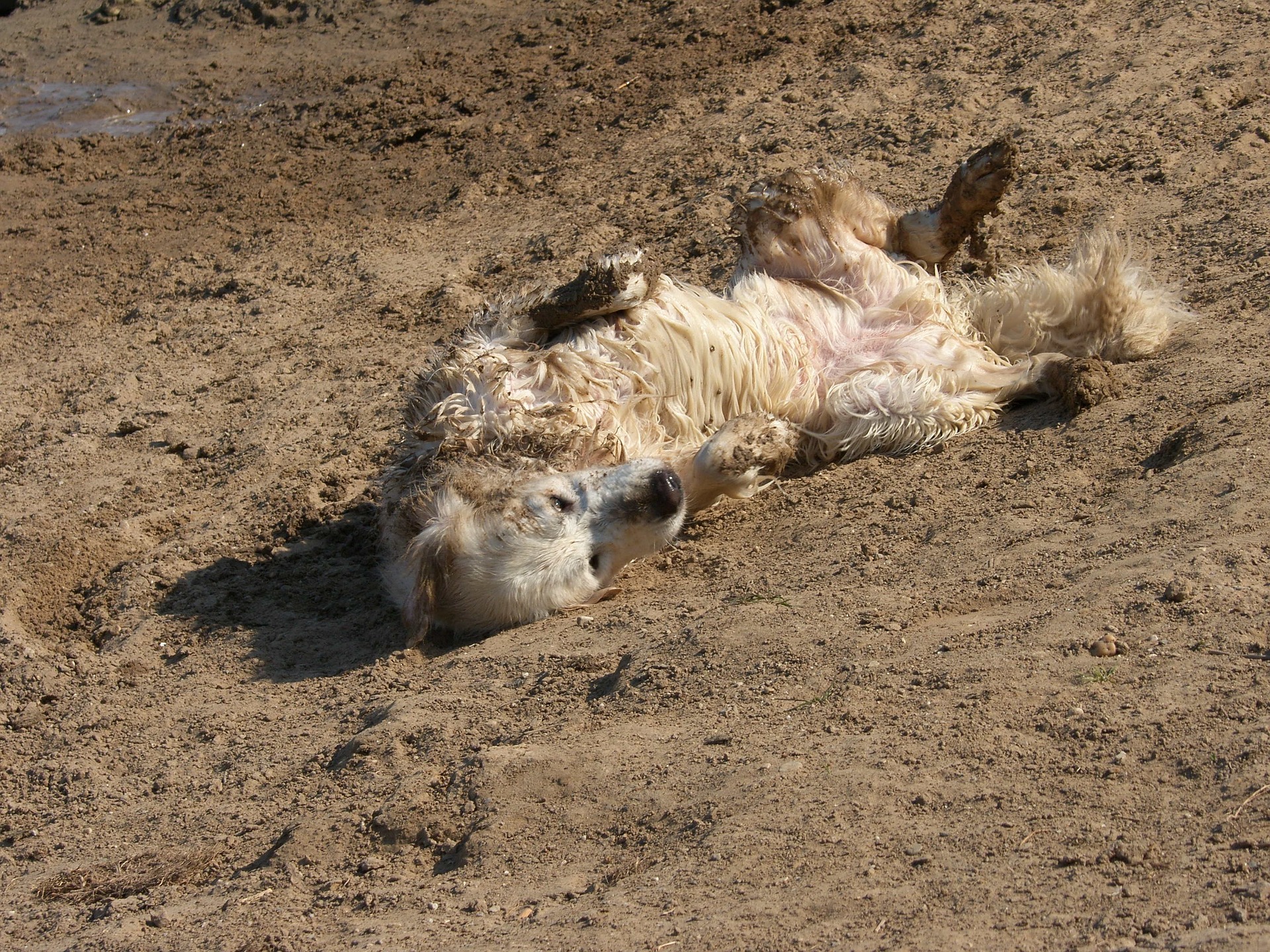 Why does my dog roll in stuff? Vet Help Direct