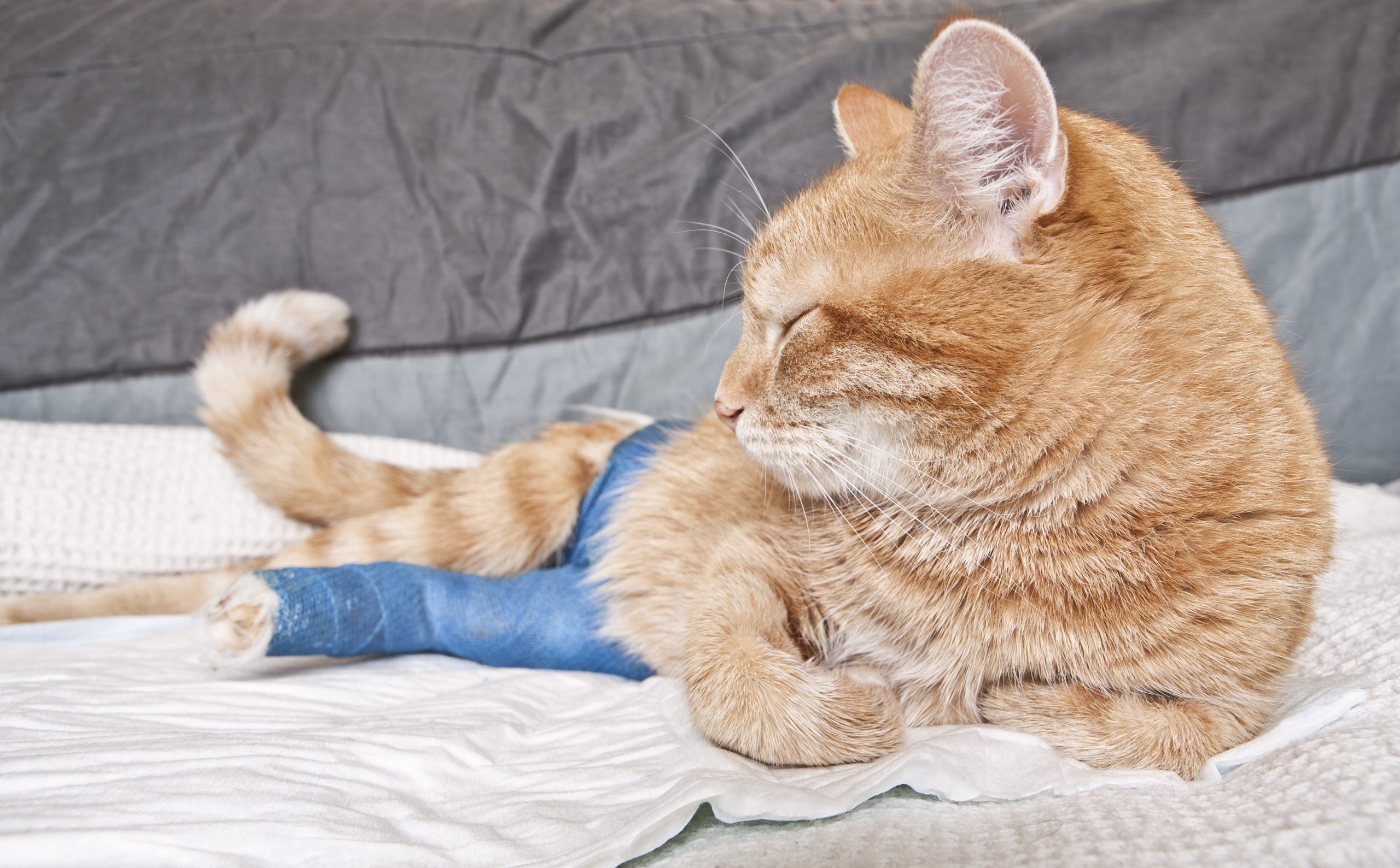 What Do Vets Do For A Cat's Broken Leg at Laura Harvey blog