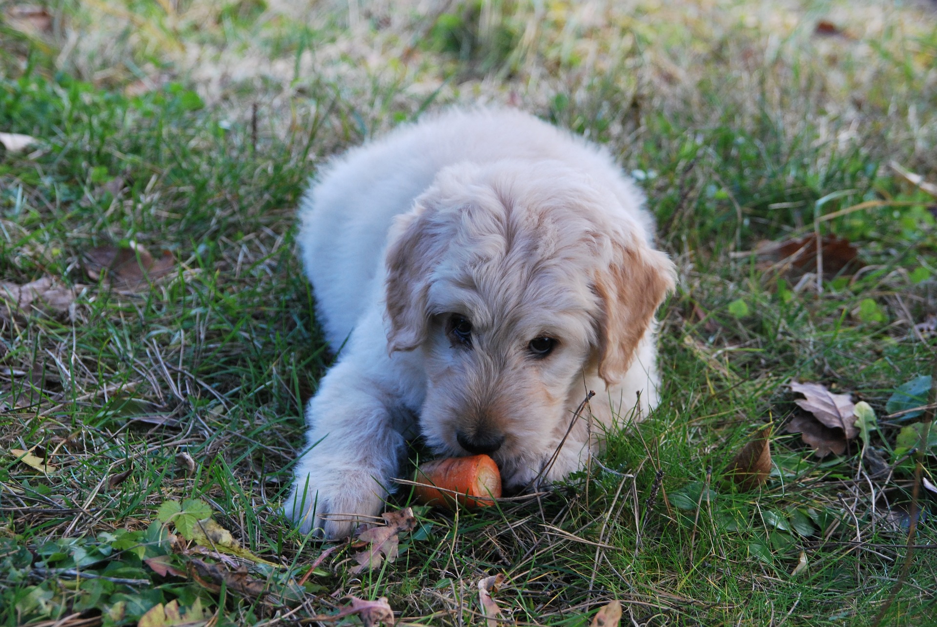 Raw Vegetables for Dogs Are they Safe? Vet Help Direct