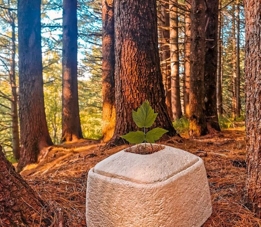 Tree Burial Pod, Tree Urn Burial Pods, Biodegradable Urns, 53 OFF