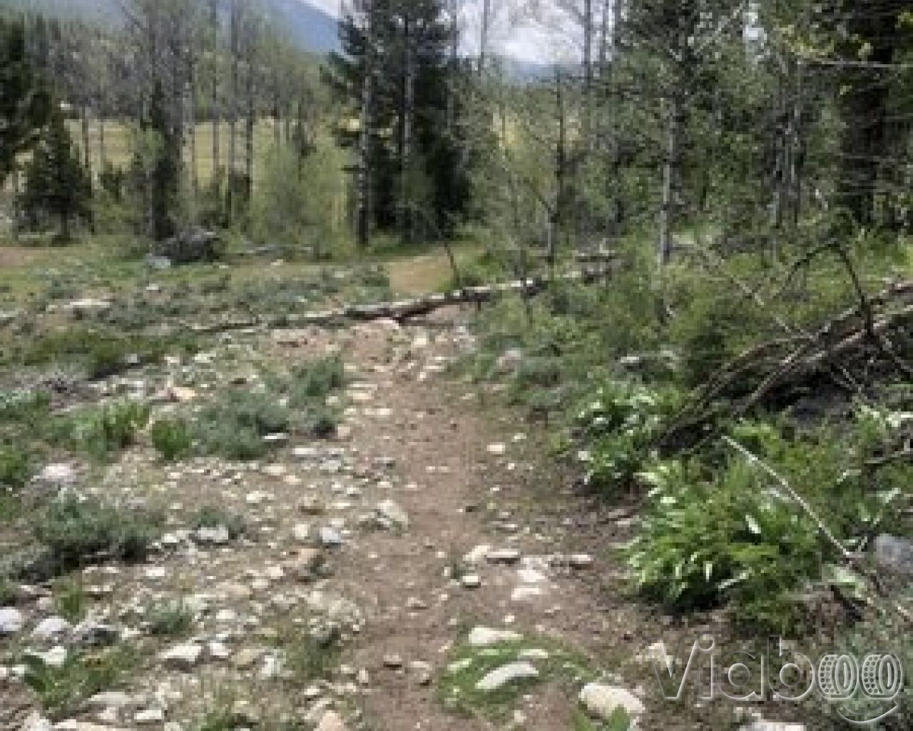 Hope Valley Dispersed Camping