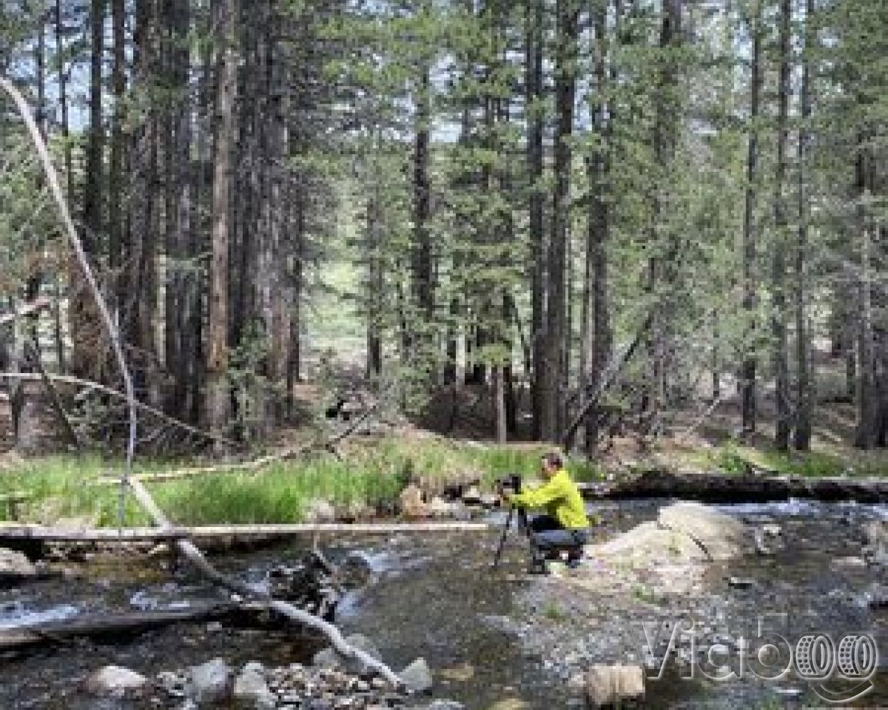 Lower Virginia Creek Campground