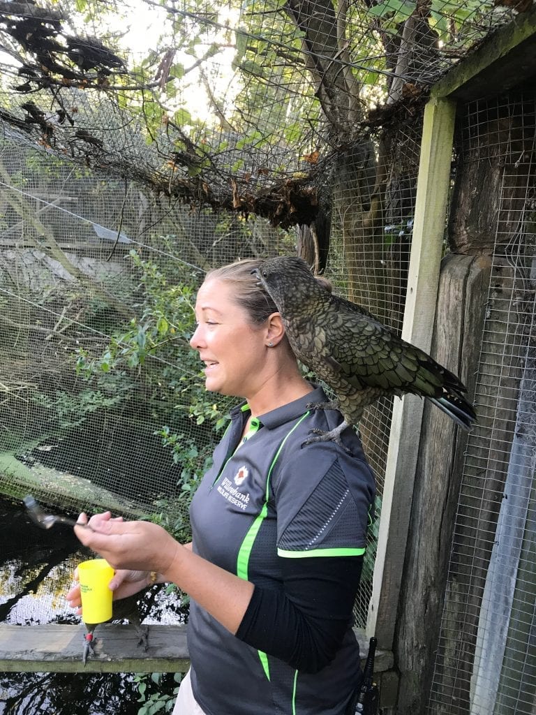 How to Travel New Zealand By Camper Van ViaExperience