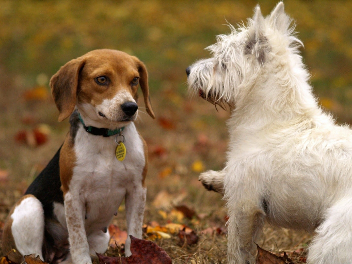 What To Do About Dog Fight