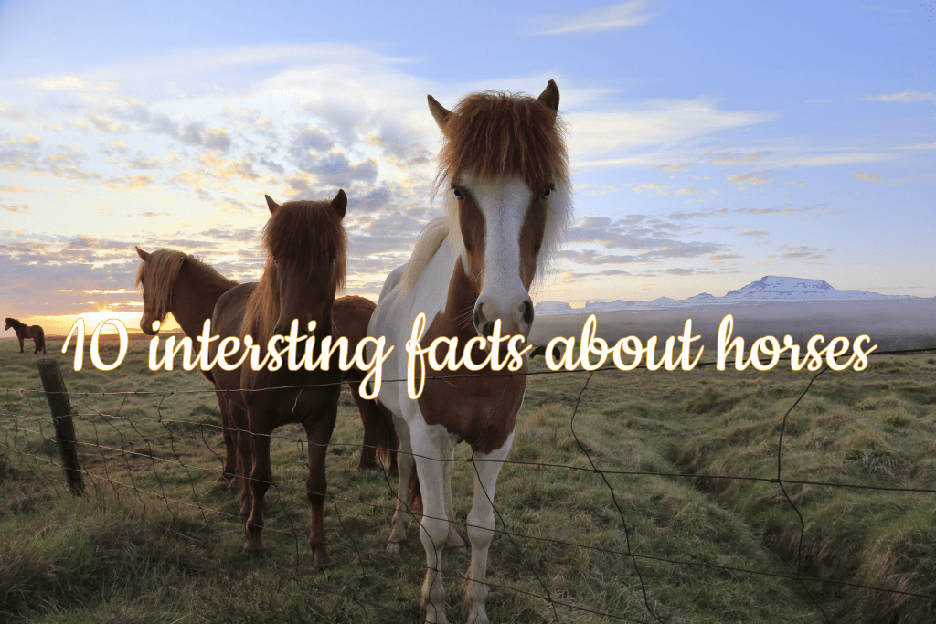 10 Intersting Facts About Horses • Viajar a Caballo