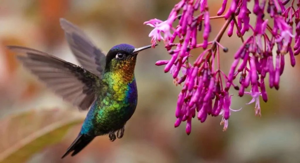 Dicen que un colibrí es de buena suerte y atraen las buenas noticias