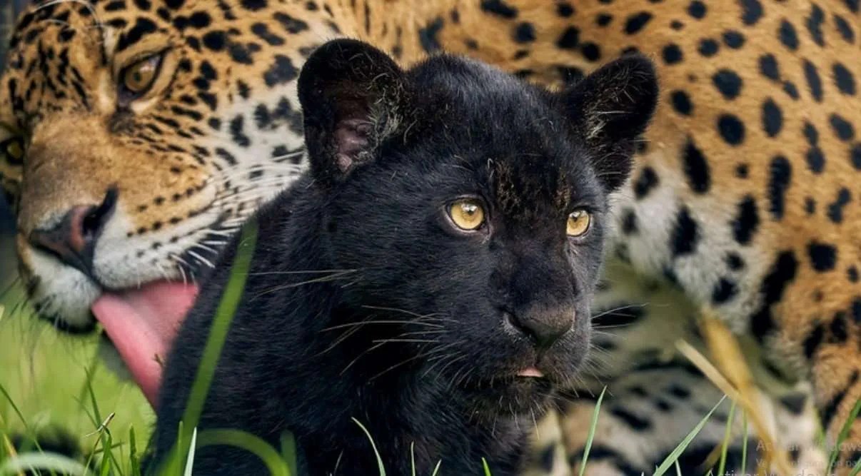 Nació una hermosa y rara cría de jaguar negro en un santuario de